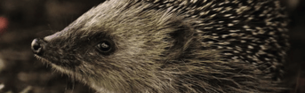 Pvd D PN Dierenwelzijn egel