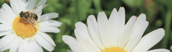 Pvd D PN Natuur bloemen met bij
