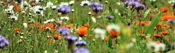 Klimaatbiodiversiteitcirculair