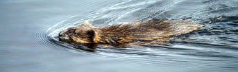 Muskusrat