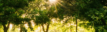 Bomen gayatri malhotra P9gkfbax MTU unsplash