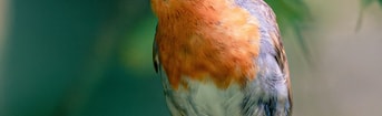 Dierenrechten