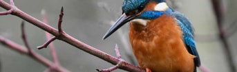 Ijsvogel op tak
