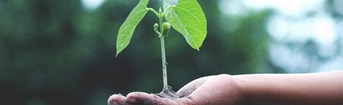 Groen plantje