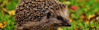Alexa Pixabay hedgehog child 16 9