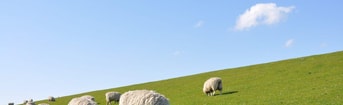 Sheep 1877430 1920