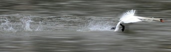Swan 630142 1920