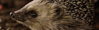 Dieren