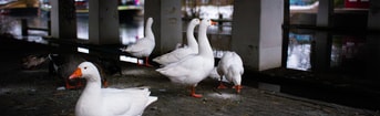 Hfdst 2 dieren