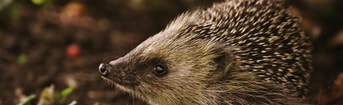 Hoofdstuk 2 Dieren hebben het recht om te leven naar hun aard