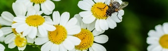 Closeup view fly beautiful tiny daisy flowers