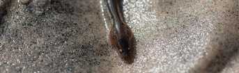 Eel 3681910 2