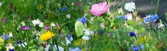 Flowers 3269212 1280