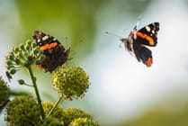 Vincent van zalinge Nb V2z F Tlc78 unsplash