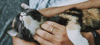 Cat 4778387 1280