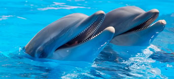 Dolfijn dolfinarium