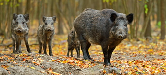 Wilde Zwijnen Shutterstock 118164862