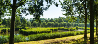 Shutterstock 1463608553 Groen Dordrecht Wilgen Riet Biesbosch