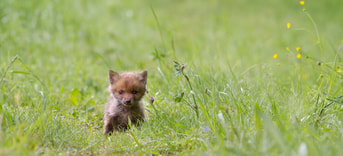 Vos Fox Welp Pixabay