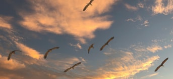 Trekvogels