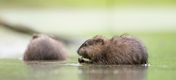2 2 muskusratten