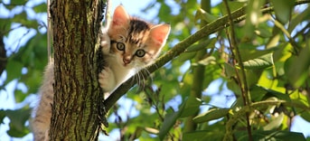 Kitten in boom Pixabay