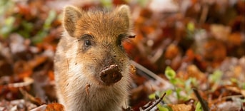 Wild Zwijntje