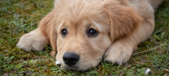 Puppy 2 Pixabay