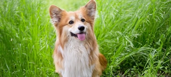 Adobe Stock 267288505 Corgi web