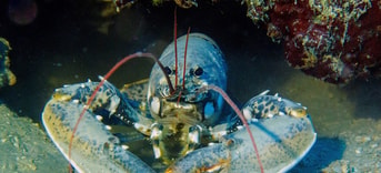 Lobster 1612772 1280