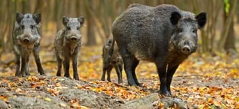 Zwijnen In Het Bos