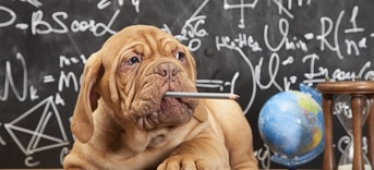 Adobe Stock 67573613 Puppy Potlood Bord School web