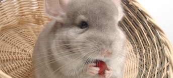 Chinchilla Pixabay