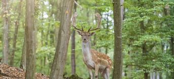 Adobe Stock 339598070 Damhert in bos web