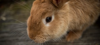 Konijn konijnen rabbit