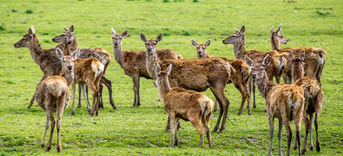 herten ovp oostvaardersplassen pvdd partij voor de dieren grote grazers partij van de dieren dierenpartij