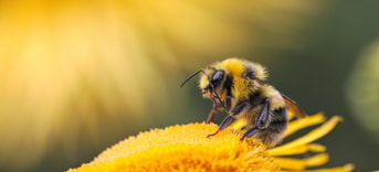 bij gif monsanto bijen
