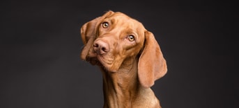 Hond Pixabay