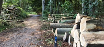 Dunning Bomenkap Haagse Bos