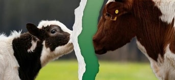 Moederdag actie moederkoeien