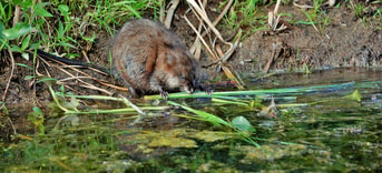 Muskusrat waterkonijn