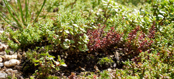 Vetplantjes op groen dak Flickr E Dronkert