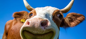 Cow Pixabay Der Knipser