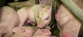 WAM15944 Biggetjes Bio industrie Andrew Skowron We Animals Media web