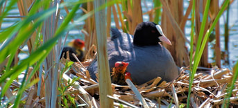 Meerkoet-bedreigde-watervogel