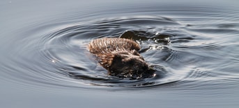 Muskrat 1465798 1920