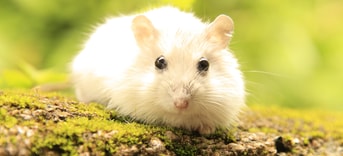 Hamster Nature Pixabay
