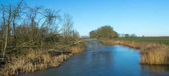 Biesbosch natuur water