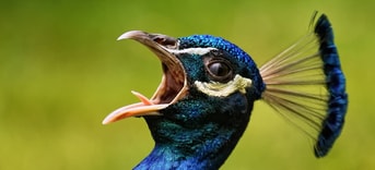 Pauw peacock Pixabay middel