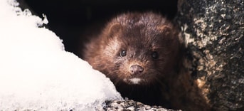 Mink 1394881 960 720